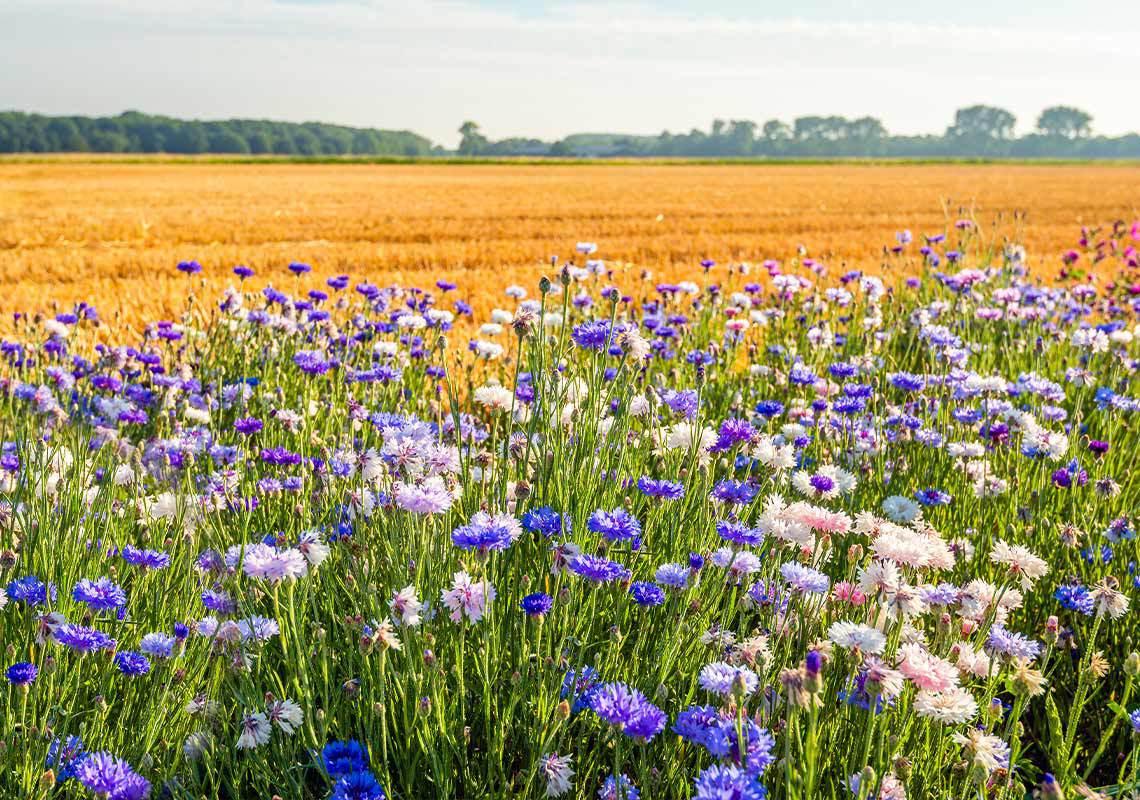 Field of wildflowers next to arable farm land