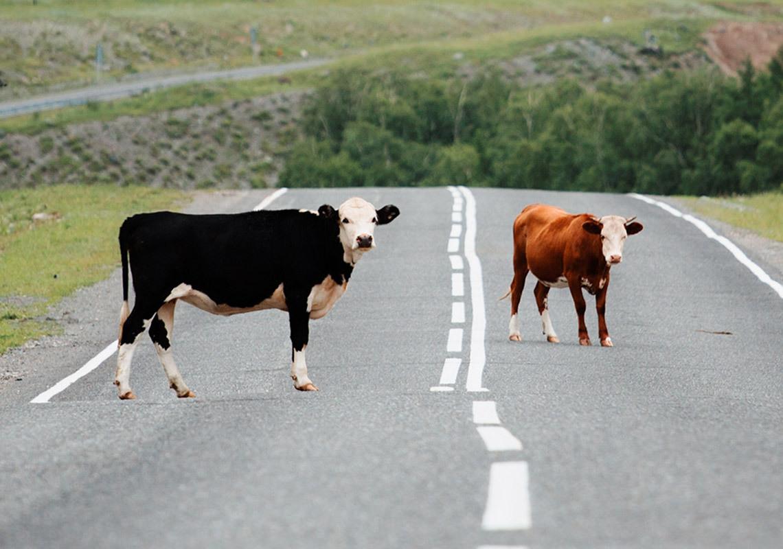 Cows in road - public liability insurance for farmers