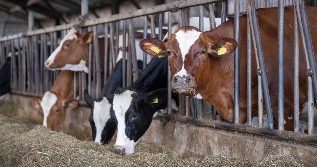 Cattle housed in a barn