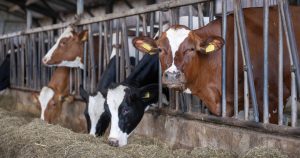 Cattle housed in a barn